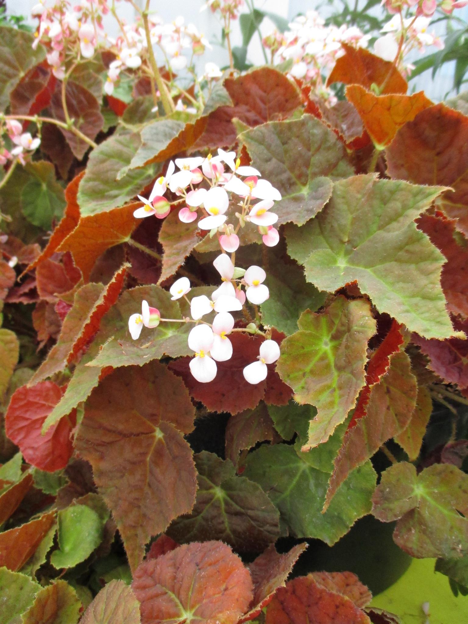 B. ‘Autumn Ember’